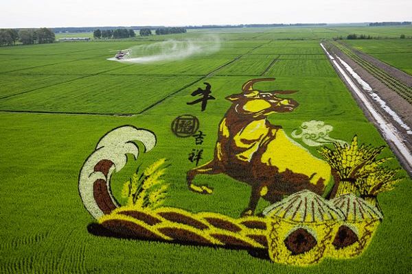 北大荒集团七星农场有限公司的"牛稻吉祥"稻田画,为牛年丰收年增添